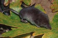 : Sorex vagrans; Vagrant Shrew