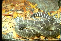 : Crotalus oreganus oreganus