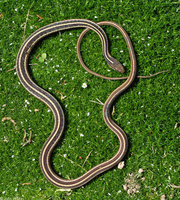 : Thamnophis sauritus sauritus; Eastern Ribbon Snake