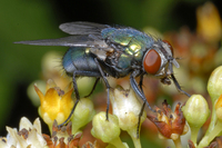 : Lucilia sericata; Green-bottle Fly