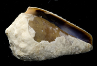 : Conus lividus