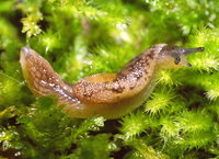 : Hemphillia glandulosa; Warty Jumping-slug