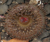 : Urticina crassicornis; Painted Urticina