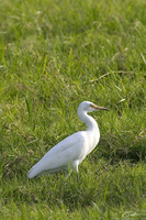 Mesophoyx intermedia   Intermediate Egret photo