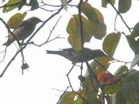 Turdus obscurus Eye-browned Thrush マミチャジナイ