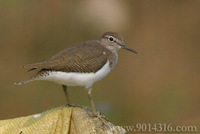 Common Sandpiper 磯鷸