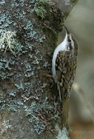 trekryper / treecreeper (Certhia familiaris)