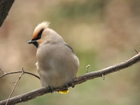 황여새 [Bohemian waxwing]