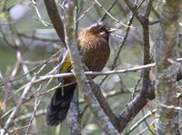 タイワンキンバネガビチョウ White-whiskered Laughingthrush Garrulax morrisonianus