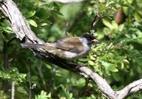 ズグロハシジロチメドリ Blackcap Mountain-Babbler Lioptilus nigricapillus