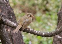 Yellow-streaked Warbler » Phylloscopus armandii