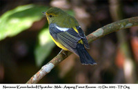 Green-backed Flycatcher - Ficedula narcissina elisae