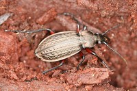 Carabus cancellatus excisus
