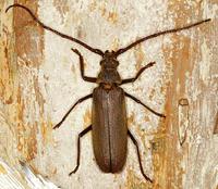 Aegosoma scabricorne