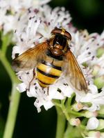 Volucella zonaria
