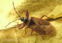 Gastrodes abietum