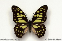 Graphium cyrnus
