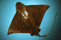 Myliobatis freminvillii, Bullnose eagle ray: fisheries