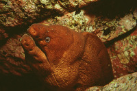 Gymnothorax unicolor, Brown moray: fisheries, gamefish