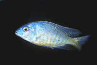 Tramitichromis intermedius, : aquarium