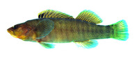 Etheostoma acuticeps, Sharphead darter: