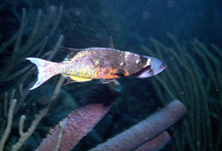 Clepticus parrae, Creole wrasse: fisheries, aquarium