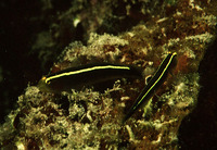 Elacatinus horsti, Yellowline goby: aquarium