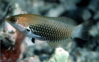 Halichoeres podostigma, Axil spot  wrasse: aquarium