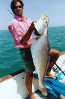 Pseudotolithus senegallus, Law croaker: fisheries, gamefish