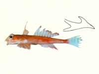 Synchiropus altivelis, : fisheries
