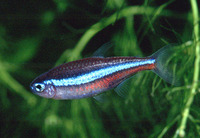 Paracheirodon simulans, Green neon tetra: aquarium