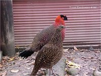 Satyr Tragopan Tragopan satyra