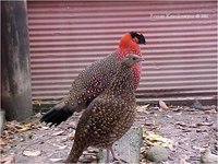 Satyr Tragopan Tragopan satyra