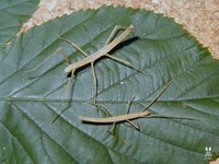 Medaura jobrensis