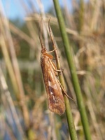 Limnephilus rhombicus