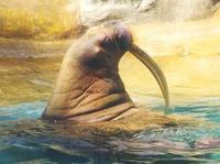 Image of: Odobenus rosmarus (walrus)