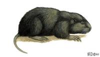 Image of: Orthogeomys grandis (giant pocket gopher)