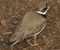 Charadrius hiaticula - Common Ringed Plover