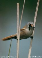 Panurus biarmicus - Bearded Tit