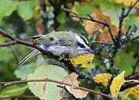 Regulus satrapa - Golden-crowned Kinglet