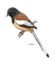 Image of: Dendrocitta vagabunda (rufous treepie)