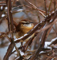 Image of: Thryothorus ludovicianus (Carolina wren)