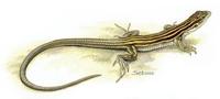 Image of: Cnemidophorus uniparens (desert grassland whiptail)