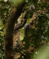 Great Slaty Woodpecker - Mulleripicus pulverulentus