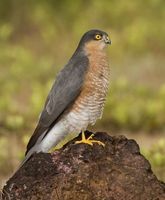 Eurasian Sparrowhawk - Accipiter nisus