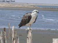 Osprey - Pandion haliaetus