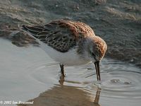 Western Sandpiper - Calidris mauri