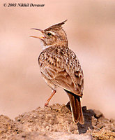 Crested Lark - Galerida cristata