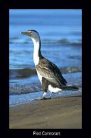 Pied Cormorant