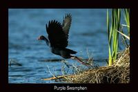 Purple Swamphen